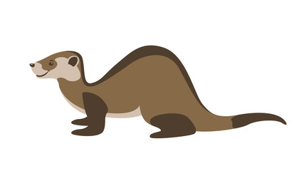 ferret vector illustration, flat style,  profile