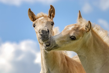 Two Haflinger horses foals playing, nibbling their nostrils in front of blue sky 
