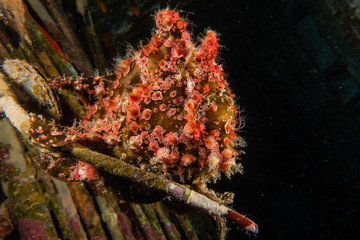  Frogfish in the Red Sea Colorful and beautiful, Eilat Israel