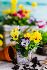 The first spring colorful flowers ready for planting.