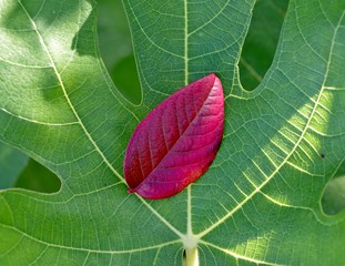 真っ赤な落ち葉