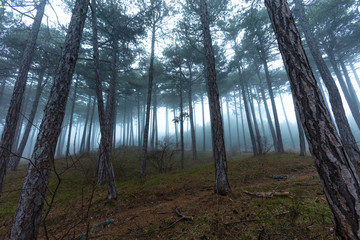 misty forest in the morning 