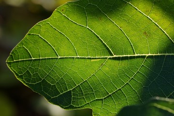 いちじくの葉の葉脈