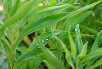 Obraz premium 葉の上に並んだ水滴