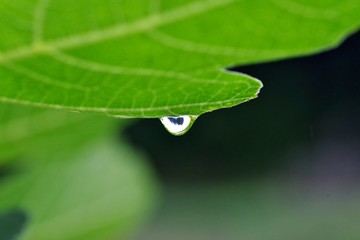 葉から落ちる滴