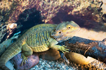 Bearded dragon. The lizard with a neck bag that swells and darkens in case of danger. Large Agama from Australia has excellent hearing and vision. Despite the 