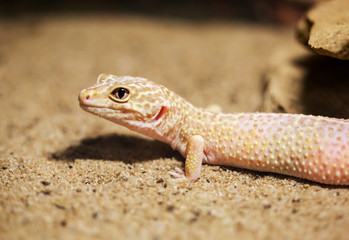 Leopard Gecko. On the top of the head, on the lips, back and tail are scattered small dark spots of irregular shape. Thanks to tenacious paws easily moves and conducts more vertical, than a land way o