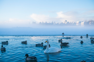 Swans and Ducks in Lake Tritonin, Iceland - obrazy, fototapety, plakaty