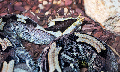 Rhinoceros Viper. It is a poisonous snake of the genus African vipers. The total length ranges from 60 cm to 1.2 m. the Tip of the muzzle is decorated with 2-3 long pointed scales. The thick, short to