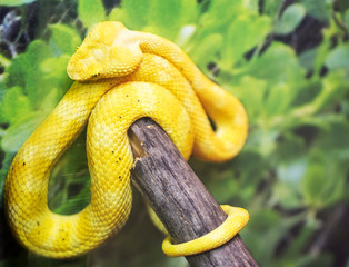 Beautiful Pit Viper. This snake is common in Thailand. The main background color of the body of the snake-green, against which stand out spots of red-brown, forming transverse bands. Maximum length 70