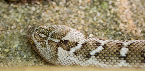 Central Asian Sand Viper. The very dangerous, poisonous snake. Top color grayish-brownish, light yellow-sand. On his head light cross-shaped pattern, reminiscent of the silhouette of a flying bird. On