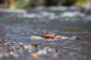 Mountain, transparent river, flowing among smooth stones. clous-up