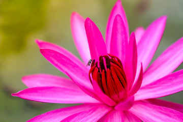 Fototapeta premium Pink Lotus flower
