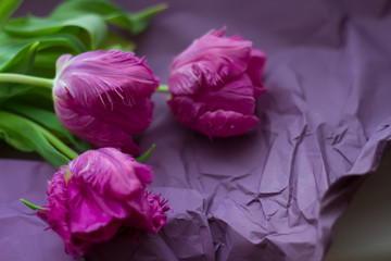 three beautiful flowers of tulips lie on crumpled purple wrapping paper