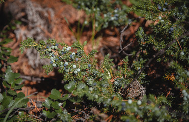Ripe berries of therapeutic juniper in the highlands of Altai