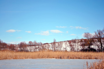 Yellow dry reeds on lake covered with ice bank with willow trees without leaves covered with snow, blue cloudy sky background