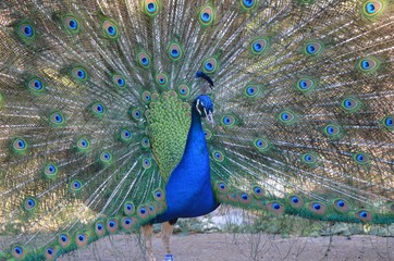 Naklejka premium Paon