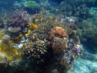 Naklejka na ściany i meble coral