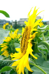 sunflower in garden