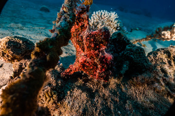 Naklejka na ściany i meble Frogfish in the Red Sea Colorful and beautiful, Eilat Israel