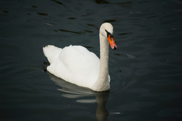 Obraz premium swan on the lake