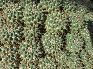 natural pattern with cactus