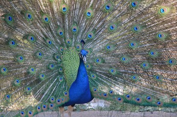 Obraz premium Paon 002