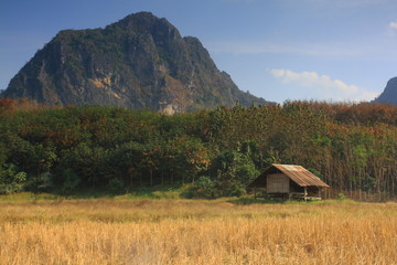 landscape ,  Rice field and Mountain background 