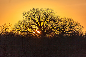 Ceibos with its voluminous trunks and twisted branches at sunset
