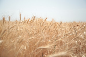 field of wheat