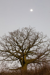 Silhouettes of ceibos with skies at nightfall
