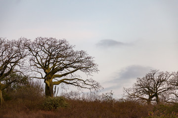 Silhouettes of ceibos with skies at nightfall