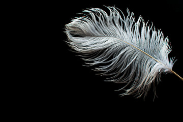 White ostrich feather on black background,Copy space