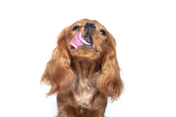 Tongue out dog