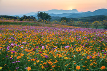 Obraz premium Colorful cosmos flower blooming on hill