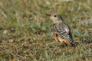 An extremely rare juvenile Rock Thrush (Monticola saxatilis) hunting for food in the grass in Wales, UK.	