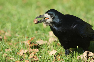A stunning Rook (Corvus frugilegus) perched on the grass with an acorn in its beak. It is collecting food to store for the winter.	