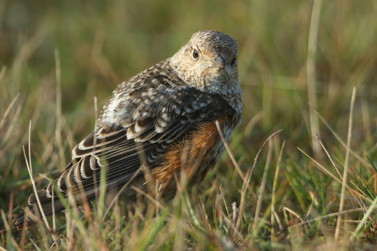 An extremely rare juvenile Rock Thrush (Monticola saxatilis) hunting for food in the grass in Wales, UK.	