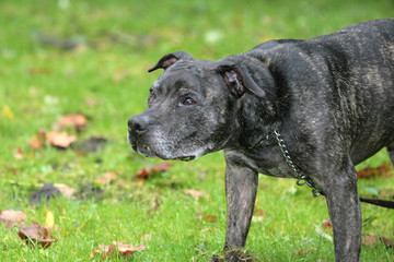 American Staffordshire Terrier auf einer grünen Wiese
