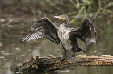 A pretty Cormorant (Phalacrocorax carbo) standing on a log in the middle of a lake flapping its wings after hunting under the water for fish.