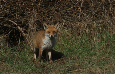 A magnificent Red Fox (Vulpes vulpes) searching for food to eat at the edge of shrubland.	