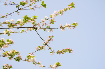 mume flower