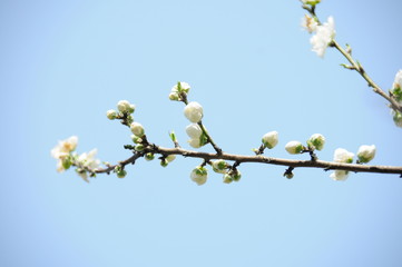 mume flower