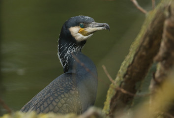A head shot of a pretty Cormorant (Phalacrocorax carbo) perching on a tree above a river.