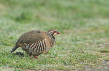 A pretty Red-Legged Partridge, Alectoris rufa, searching for food in a field on a wet morning in the UK.