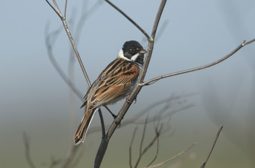 A stunning male Reed Bunting, Emberiza schoeniclus, perching on a plant.