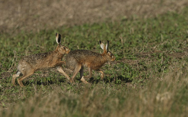  A male Brown Hare, Lepus europaeus, chasing the female during breeding season.