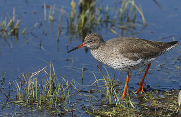 A beautiful Redshank, Tringa totanus, wading in water hunting for food in a flooded meadow.