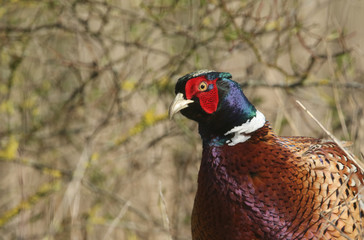 A head shot of a magnificent male Pheasant, Phasianus colchicus. 