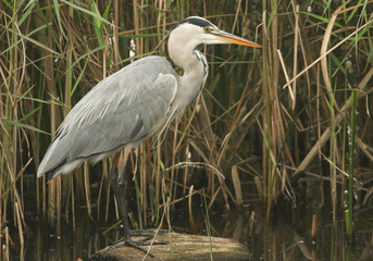 A Grey Heron (Ardea cinerea) standing on a log hunting in the reeds for fish.